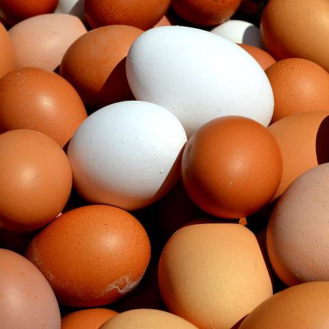 Eier