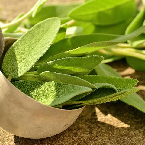 Salbei