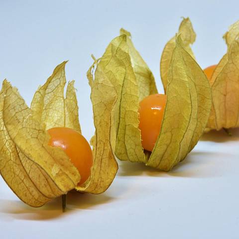 Physalis