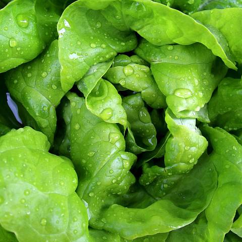 Salat