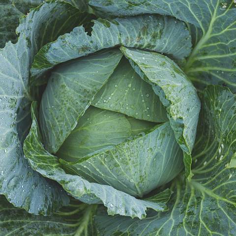 Kohl