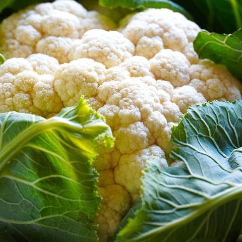 Blumenkohl