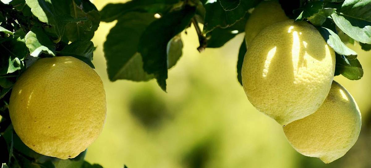 Zitronen hängen an einem großen Zitronenbaum.