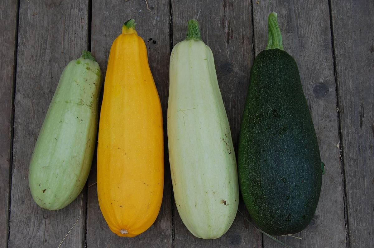 Vier Zucchini liegen nebeneinander. Sie haben verschiedene Farben: hellgrün, gelb, weiß und dunkelgrün.