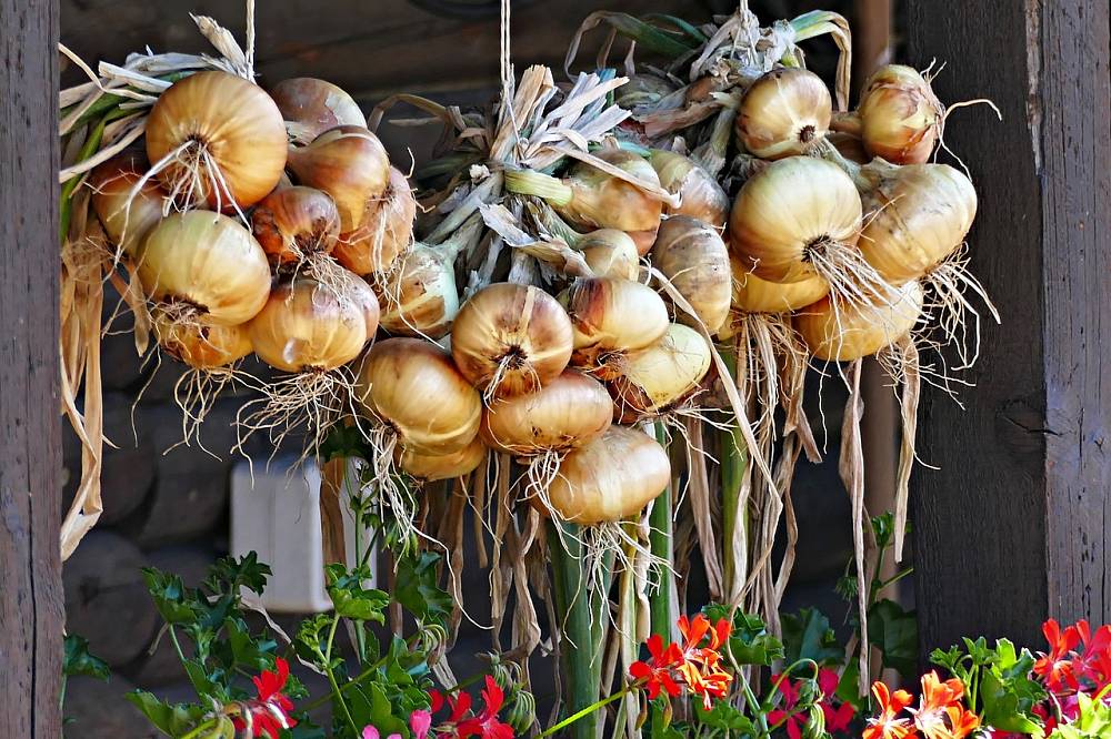 Hängende Zwiebeln