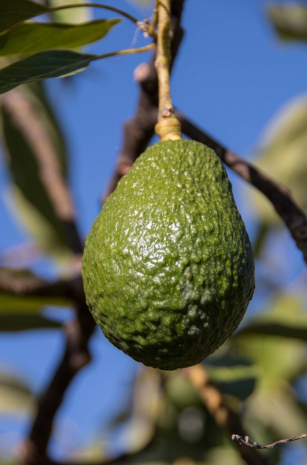 Avocado am Baum