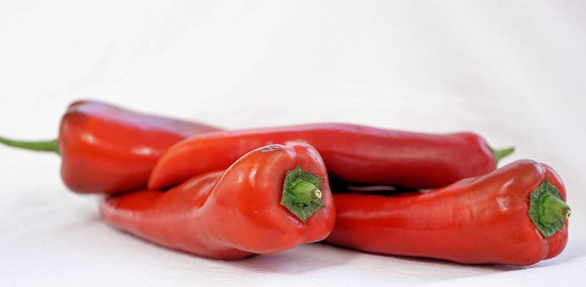 Vier rote Spitzpaprika liegen auf einer weißen Tischdecke.