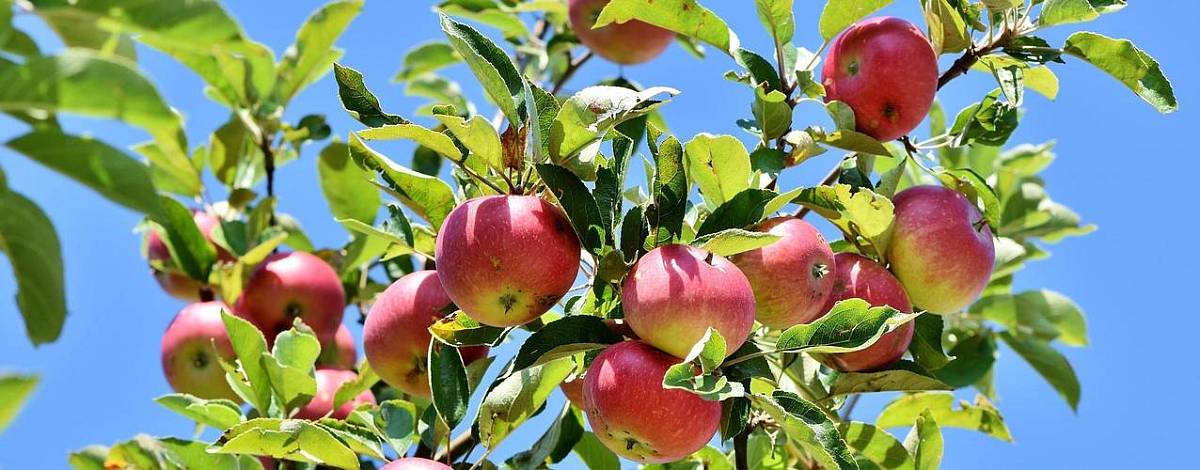 Ausschnitt eines Apfelbaums mit herrlich roten Äpfeln.