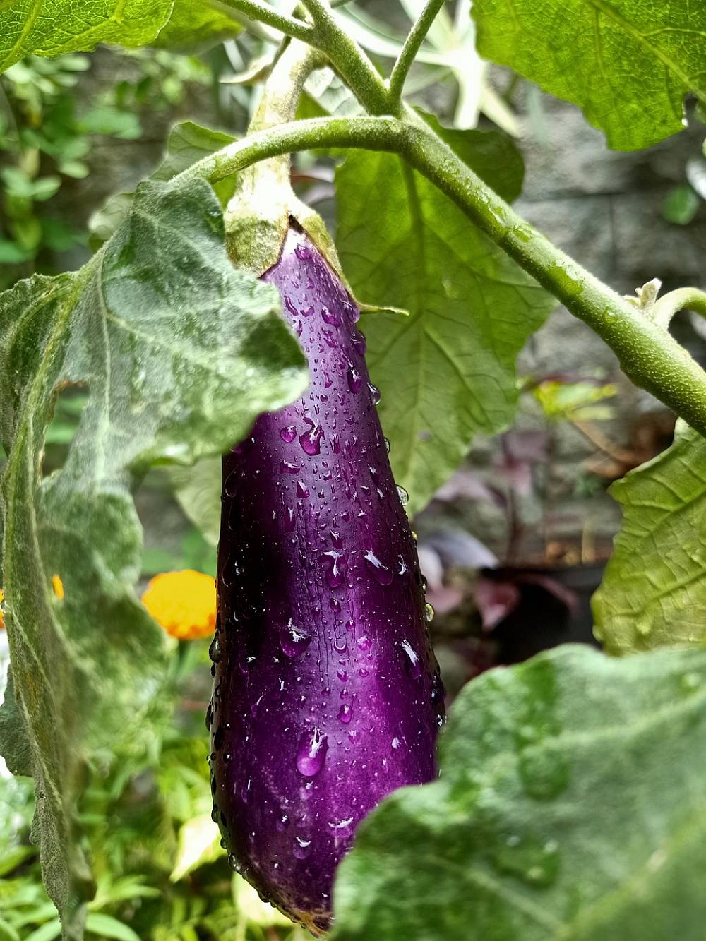 Eine lila, längliche Aubergine am Strauch.