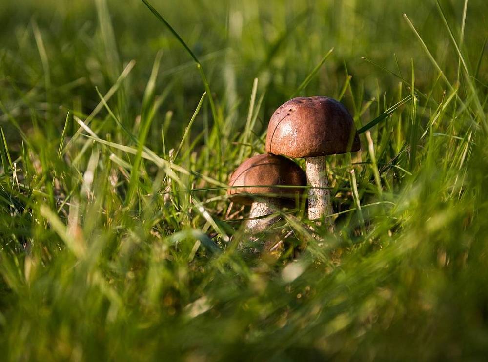Zwei Pilze auf einer Wiese.