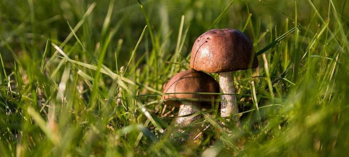 Zwei Pilze auf einer Wiese.