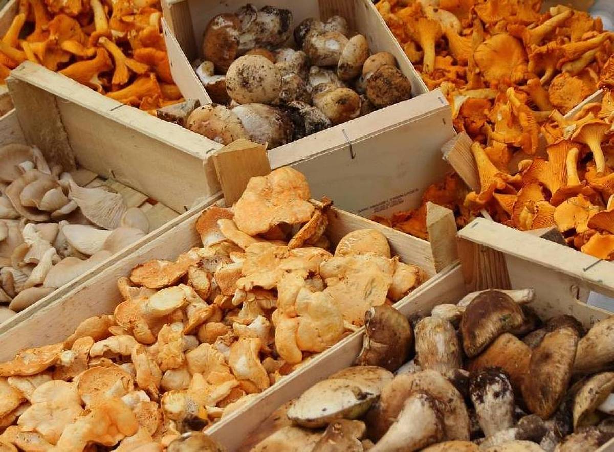 Verschiedene Pilze in Kisten