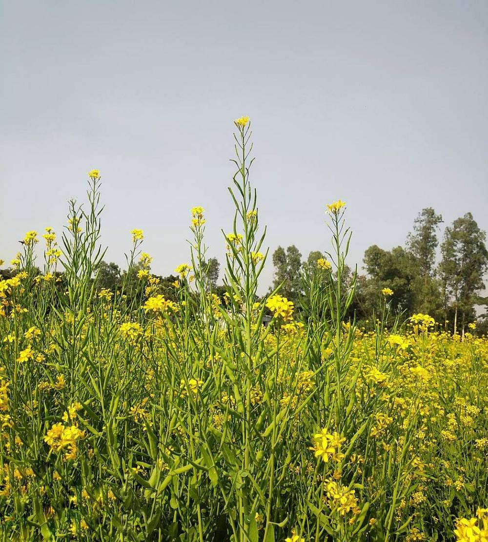 Senfpflanze, die blüht